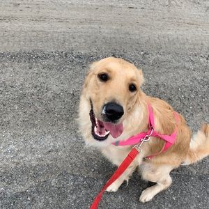 Meet your Posher, Haylie